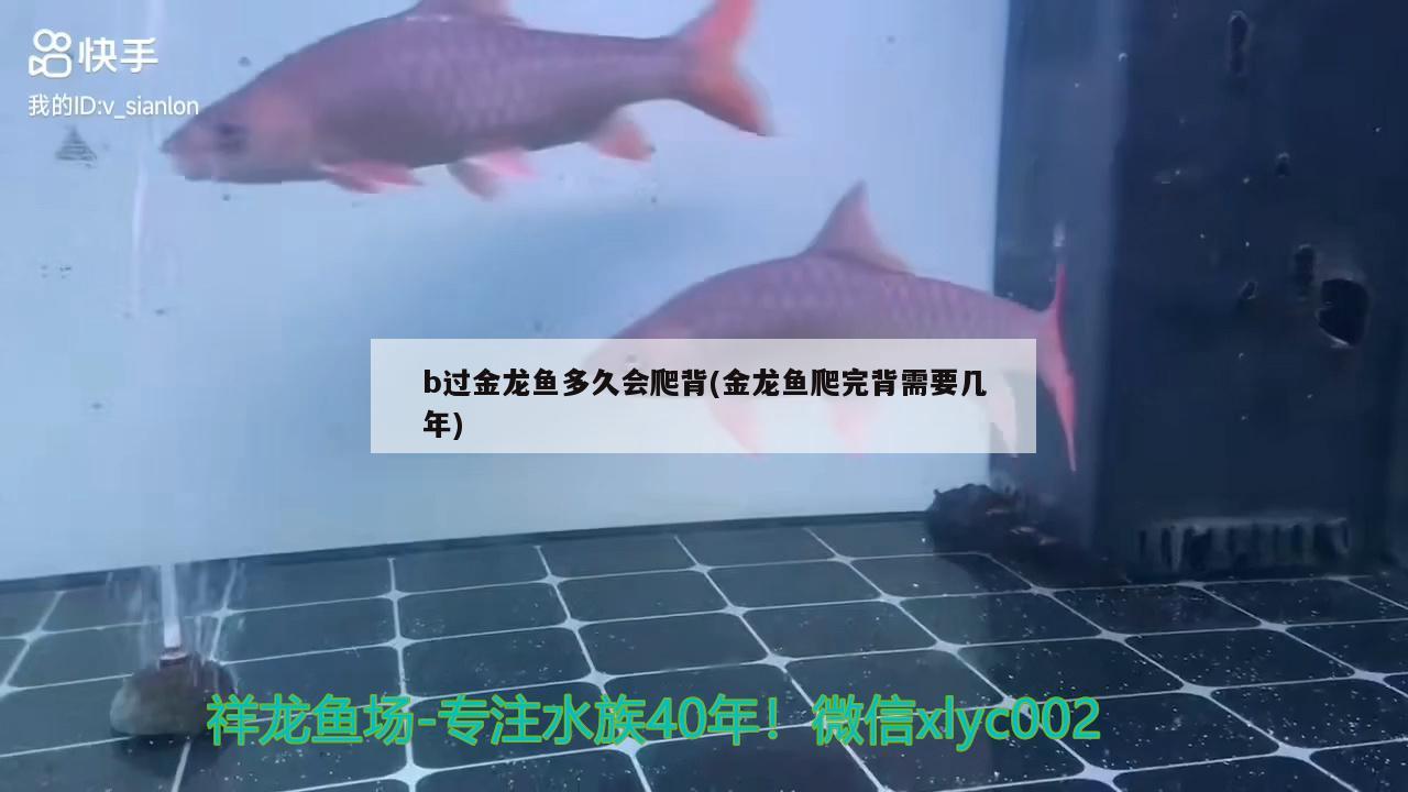 b過金龍魚多久會(huì)爬背(金龍魚爬完背需要幾年)