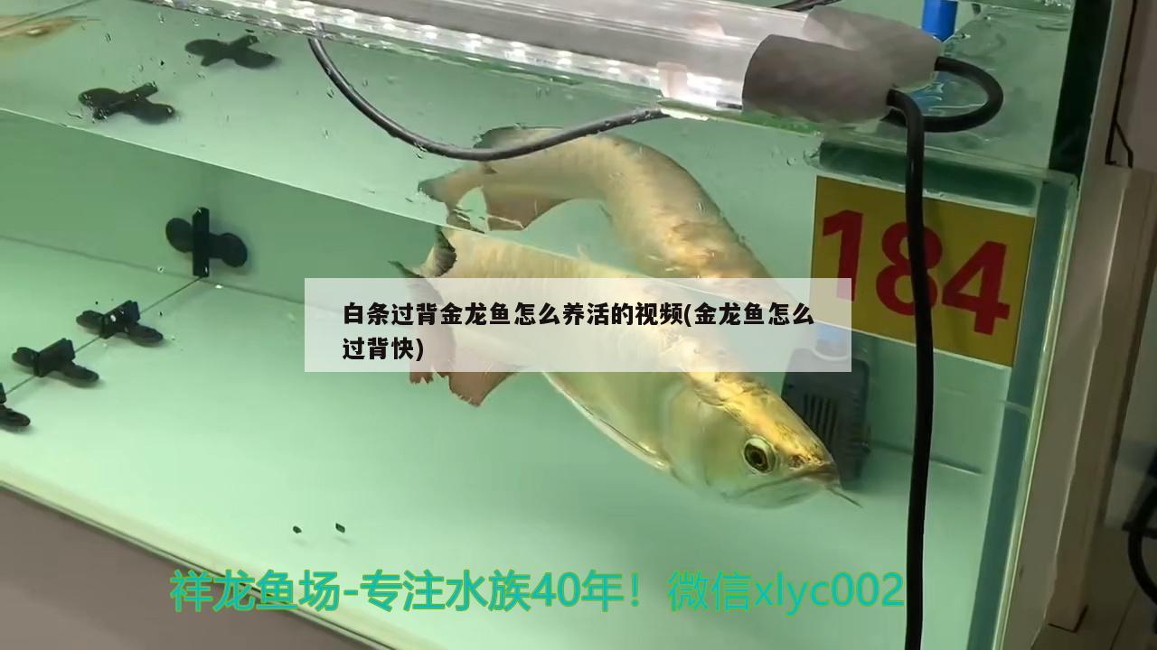 白條過背金龍魚怎么養(yǎng)活的視頻(金龍魚怎么過背快) 白條過背金龍魚