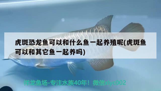 虎斑恐龍魚可以和什么魚一起養(yǎng)殖呢(虎斑魚可以和其它魚一起養(yǎng)嗎)