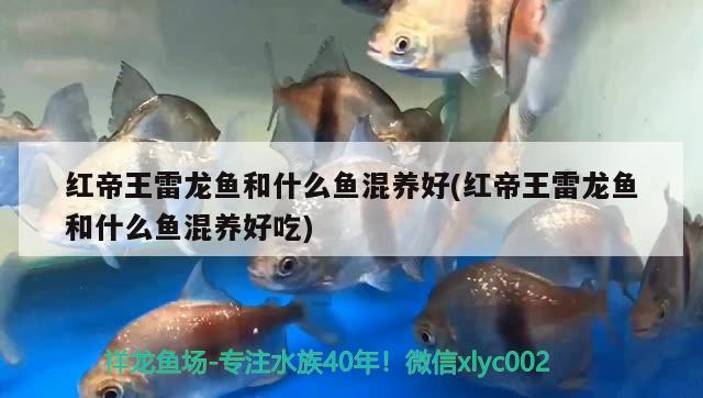 紅帝王雷龍魚和什么魚混養(yǎng)好(紅帝王雷龍魚和什么魚混養(yǎng)好吃) 巴西亞魚