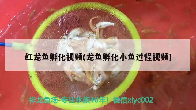 紅龍魚孵化視頻(龍魚孵化小魚過程視頻) 粗線銀版魚