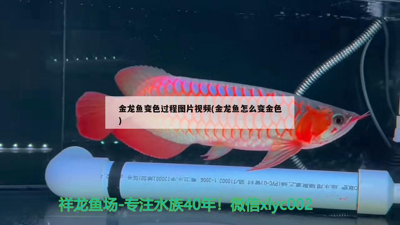 金龍魚變色過程圖片視頻(金龍魚怎么變金色) 鴨嘴鯊魚