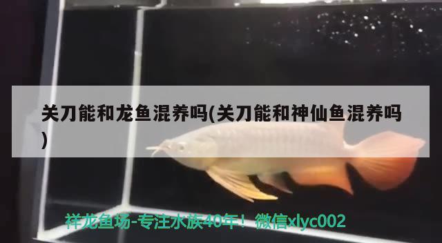 龍魚飼養(yǎng)技巧和方法（龍魚的飼養(yǎng)方法和注意事項）