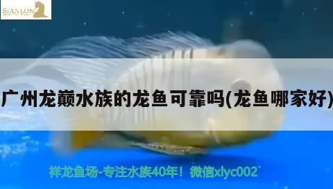 廣州龍巔水族的龍魚可靠嗎(龍魚哪家好)