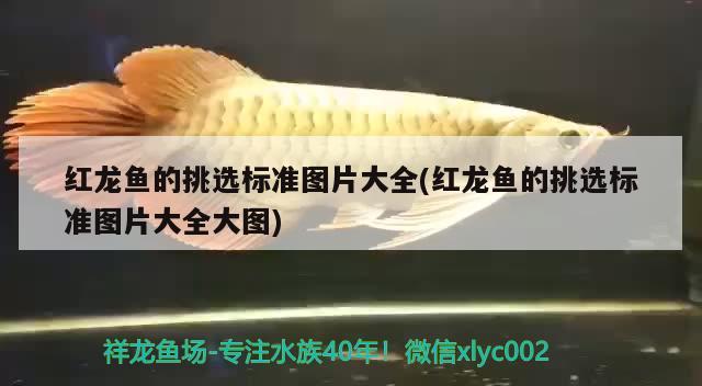 紅龍魚小魚如何挑選品種視頻(紅龍魚的最好品種視頻) 一眉道人魚苗