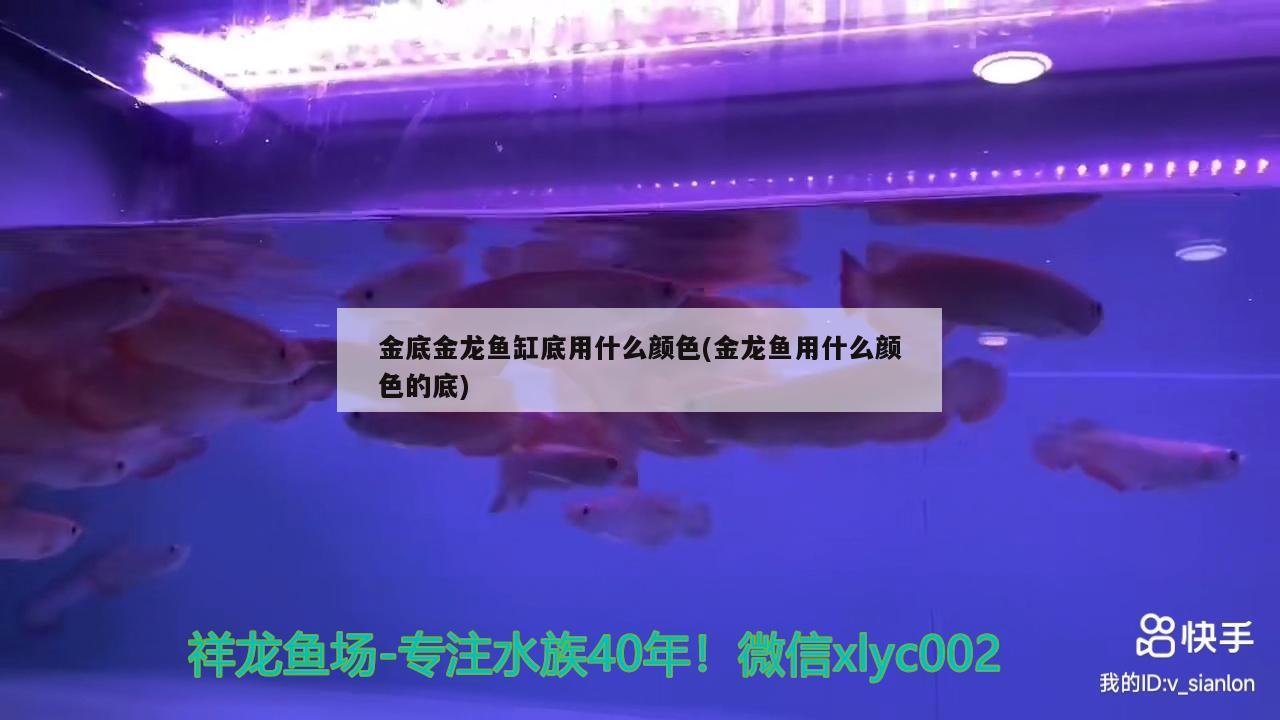 金底金龍魚缸底用什么顏色(金龍魚用什么顏色的底)