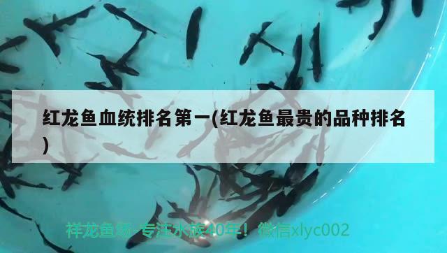 紅龍魚血統(tǒng)排名第一(紅龍魚最貴的品種排名)