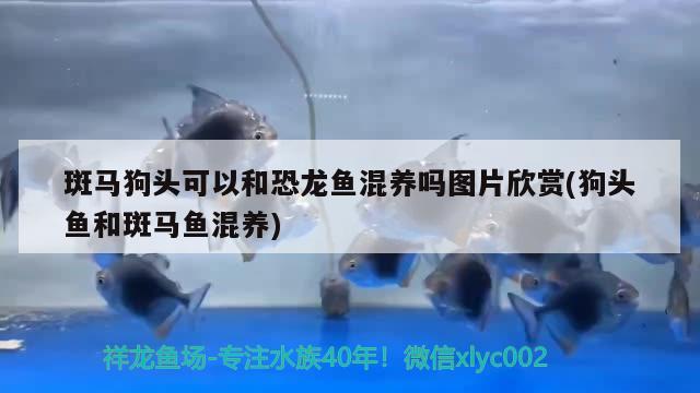 斑馬狗頭可以和恐龍魚混養(yǎng)嗎圖片欣賞(狗頭魚和斑馬魚混養(yǎng)) 斑馬狗頭魚