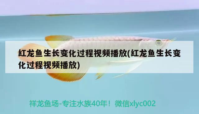 紅龍魚生長變化過程視頻播放(紅龍魚生長變化過程視頻播放) 水族維護服務（上門）