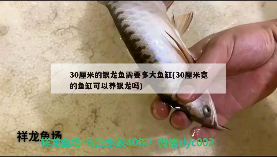 小雜花印尼虎魚 虎魚百科 第3張