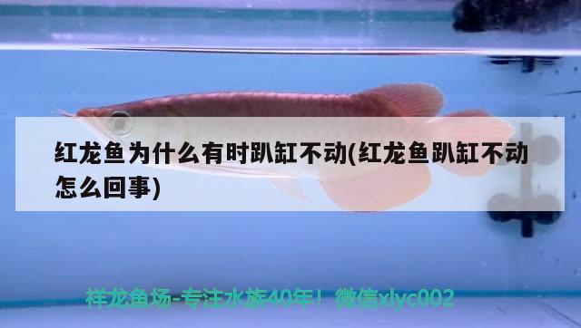 紅龍魚為什么有時趴缸不動(紅龍魚趴缸不動怎么回事) 大白鯊魚苗