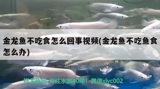 金龍魚不吃食怎么回事視頻(金龍魚不吃魚食怎么辦)