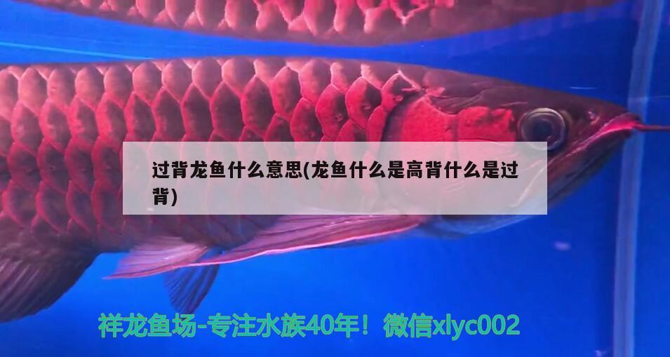 過背龍魚什么意思(龍魚什么是高背什么是過背) 祥龍水族護(hù)理水