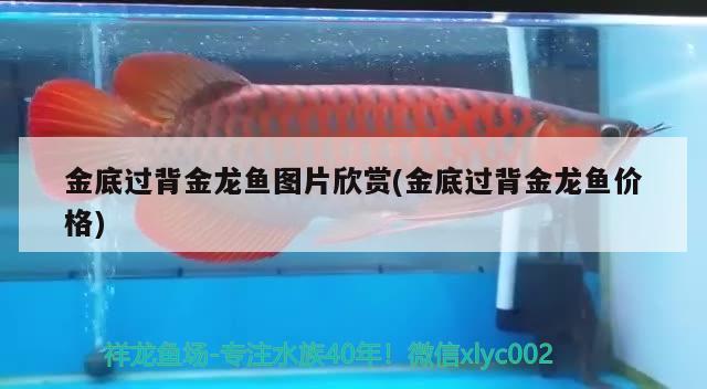 金底過背金龍魚圖片欣賞(金底過背金龍魚價格) 金龍魚百科