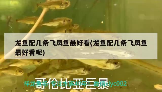 開始發(fā)色了？ 廣州水族批發(fā)市場 第3張