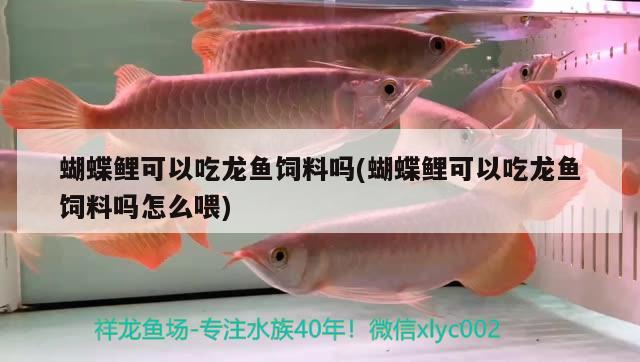 黑色金龍魚圖片大全高清(黑色龍睛金魚圖片) 馬拉莫寶石魚 第2張