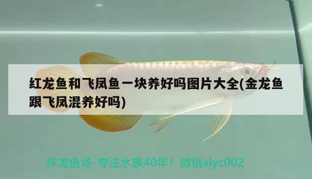 紅龍魚和飛鳳魚一塊養(yǎng)好嗎圖片大全(金龍魚跟飛鳳混養(yǎng)好嗎) 飛鳳魚