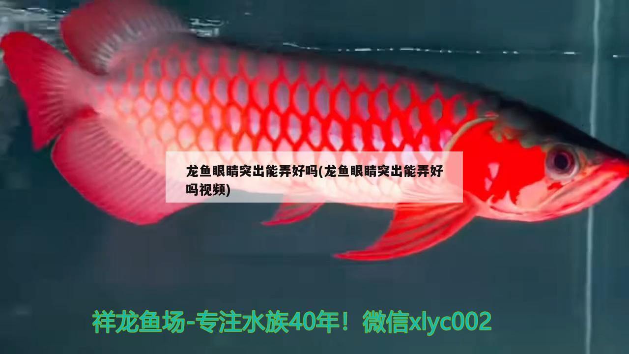 龍魚眼睛突出能弄好嗎(龍魚眼睛突出能弄好嗎視頻)