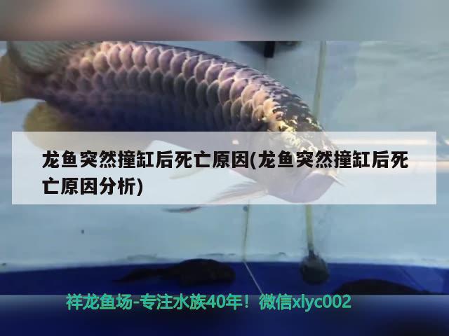 龍魚突然撞缸后死亡原因(龍魚突然撞缸后死亡原因分析)