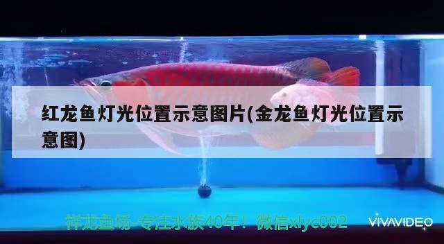 紅龍魚(yú)燈光位置示意圖片(金龍魚(yú)燈光位置示意圖) PH調(diào)節(jié)劑