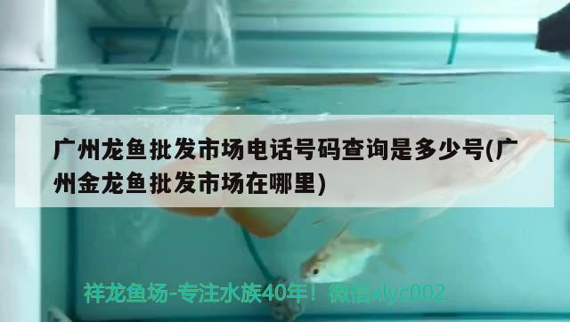 廣州龍魚批發(fā)市場電話號碼查詢是多少號(廣州金龍魚批發(fā)市場在哪里) 龍魚批發(fā)