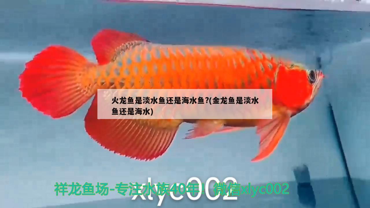 火龍魚是淡水魚還是海水魚?(金龍魚是淡水魚還是海水)