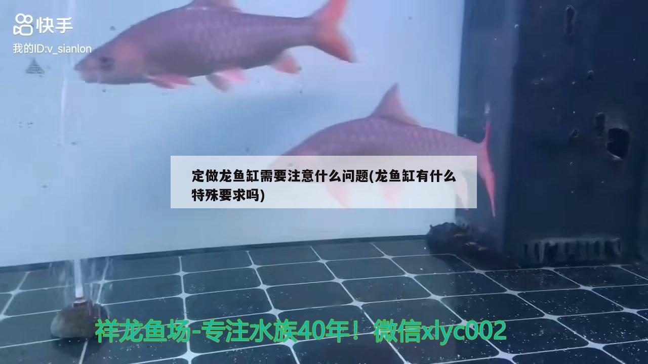 定做龍魚缸需要注意什么問題(龍魚缸有什么特殊要求嗎) 除藻劑