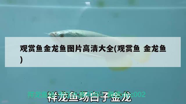 觀賞魚金龍魚圖片高清大全(觀賞魚金龍魚) 哥倫比亞巨暴魚苗