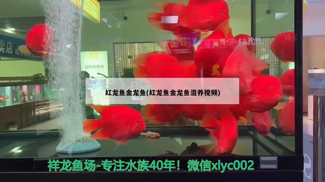 紅龍魚金龍魚(紅龍魚金龍魚混養(yǎng)視頻)