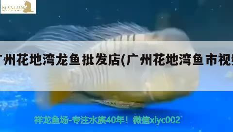 龍魚(yú)與虎魚(yú)混養(yǎng)好不好呢（龍魚(yú)和雙線鯽混養(yǎng)好嗎） 紅勾銀版魚(yú)