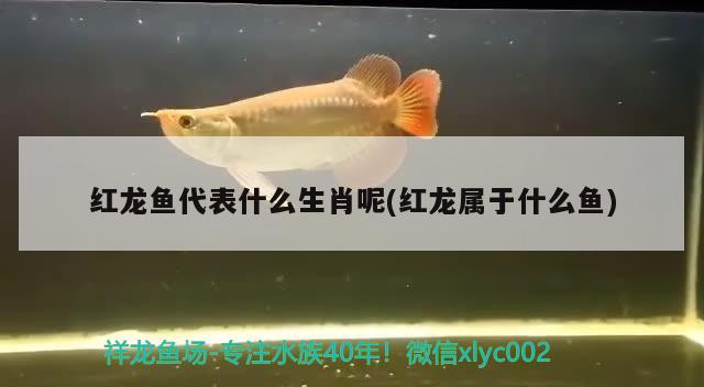 蛟河裝修公司有那些，山西魚缸廠家各位有推薦的嗎