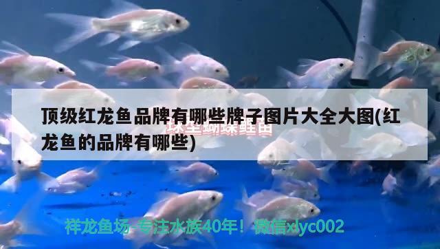 頂級紅龍魚品牌有哪些牌子圖片大全大圖(紅龍魚的品牌有哪些)