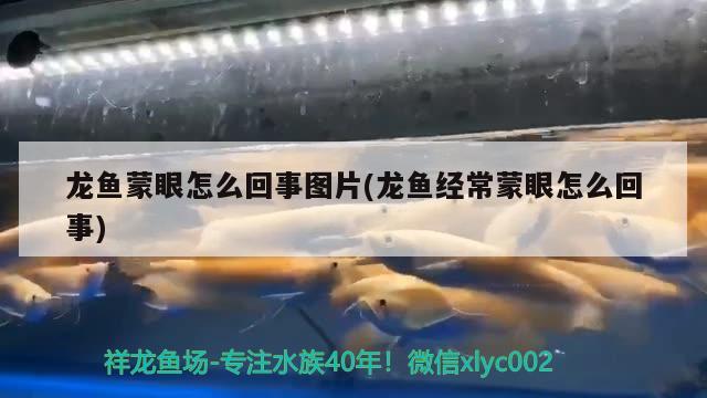 龍魚蒙眼怎么回事圖片(龍魚經(jīng)常蒙眼怎么回事) 泰國虎魚（泰虎）