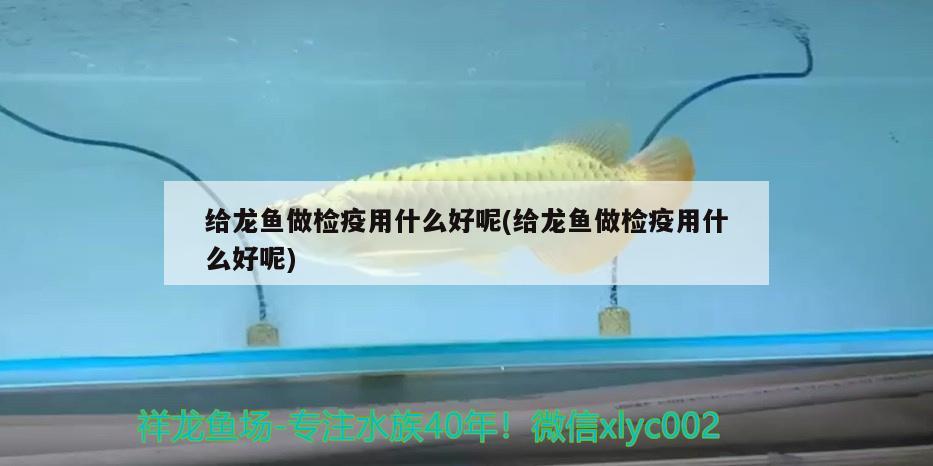 給龍魚做檢疫用什么好呢(給龍魚做檢疫用什么好呢) 熱帶魚魚苗批發(fā)