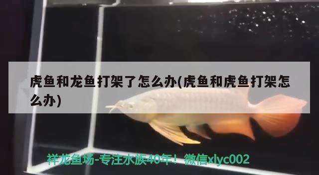 虎魚和龍魚打架了怎么辦(虎魚和虎魚打架怎么辦)