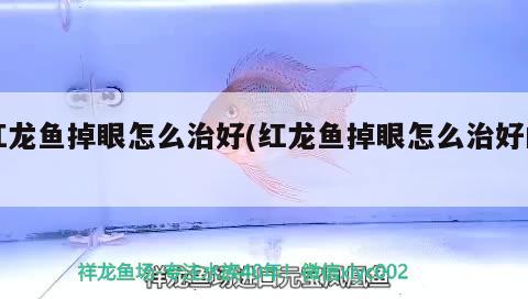 紅龍魚掉眼怎么治好(紅龍魚掉眼怎么治好的) 金頭過背金龍魚