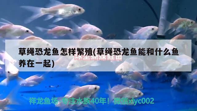 草繩恐龍魚怎樣繁殖(草繩恐龍魚能和什么魚養(yǎng)在一起)