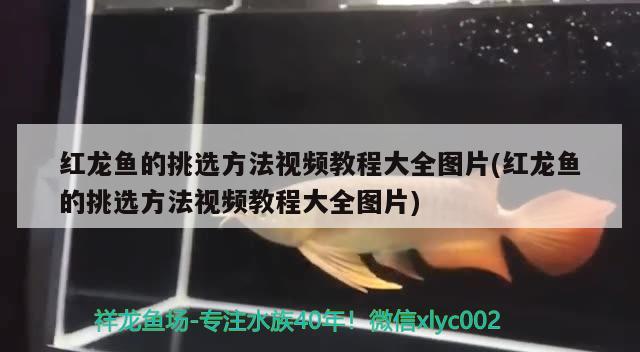 水族箱造景石頭用什么膠粘接，石頭和沉木怎么粘在一起 魚缸/水族箱 第1張