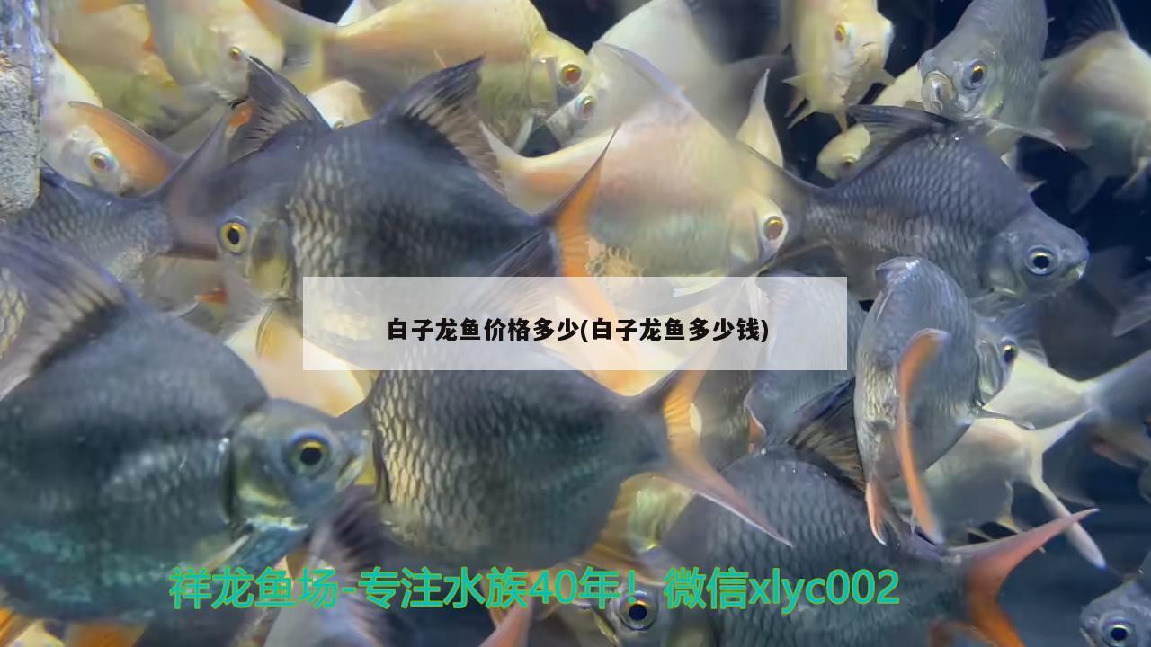 白子龍魚價(jià)格多少(白子龍魚多少錢) 白寫錦鯉魚