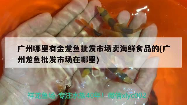 廣州哪里有金龍魚批發(fā)市場賣海鮮食品的(廣州龍魚批發(fā)市場在哪里) 龍魚批發(fā)