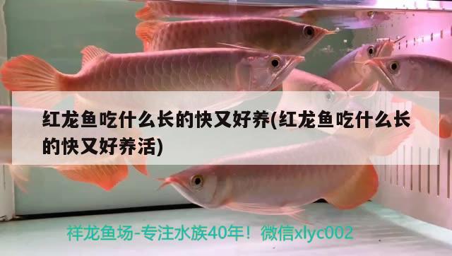 紅龍魚吃什么長的快又好養(yǎng)(紅龍魚吃什么長的快又好養(yǎng)活)