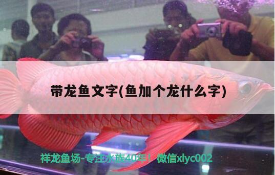 帶龍魚文字(魚加個龍什么字) 玫瑰銀版魚