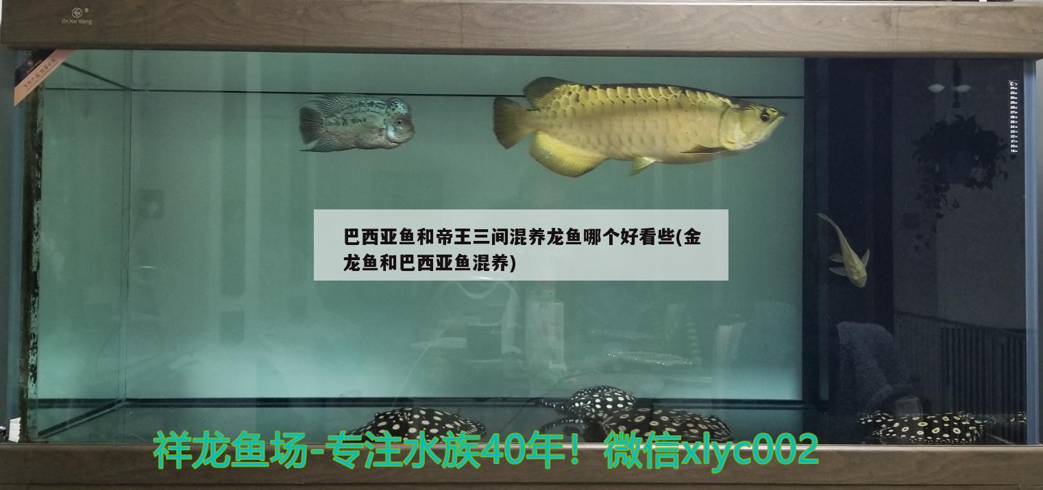 巴西亞魚和帝王三間混養(yǎng)龍魚哪個好看些(金龍魚和巴西亞魚混養(yǎng)) 巴西亞魚