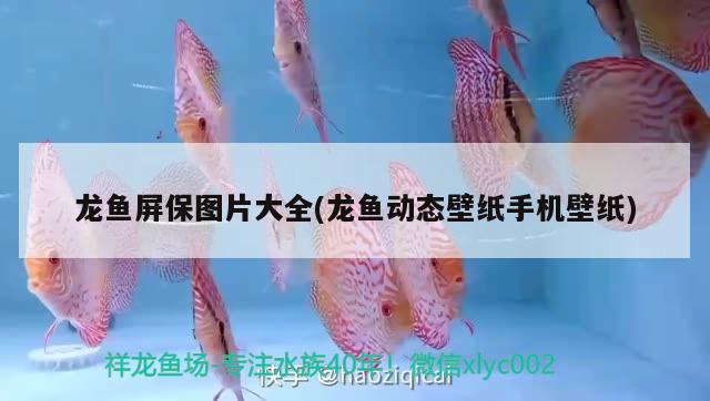 龍魚屏保圖片大全(龍魚動(dòng)態(tài)壁紙手機(jī)壁紙) 金老虎魚