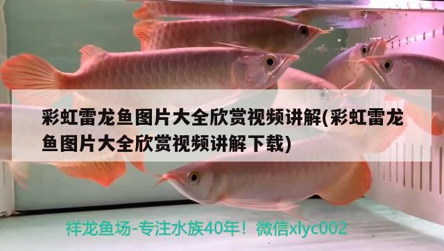 彩虹雷龍魚圖片大全欣賞視頻講解(彩虹雷龍魚圖片大全欣賞視頻講解下載) 三色錦鯉魚