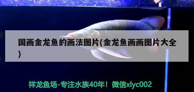 國(guó)畫(huà)金龍魚(yú)的畫(huà)法圖片(金龍魚(yú)畫(huà)畫(huà)圖片大全)