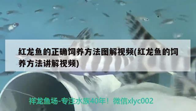 紅龍魚(yú)的正確飼養(yǎng)方法圖解視頻(紅龍魚(yú)的飼養(yǎng)方法講解視頻) 銀龍魚(yú)苗