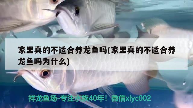 家里真的不適合養(yǎng)龍魚(yú)嗎(家里真的不適合養(yǎng)龍魚(yú)嗎為什么)