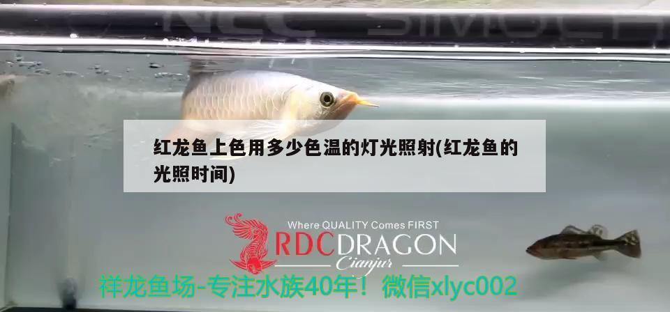 紅龍魚上色用多少色溫的燈光照射(紅龍魚的光照時間) 一眉道人魚