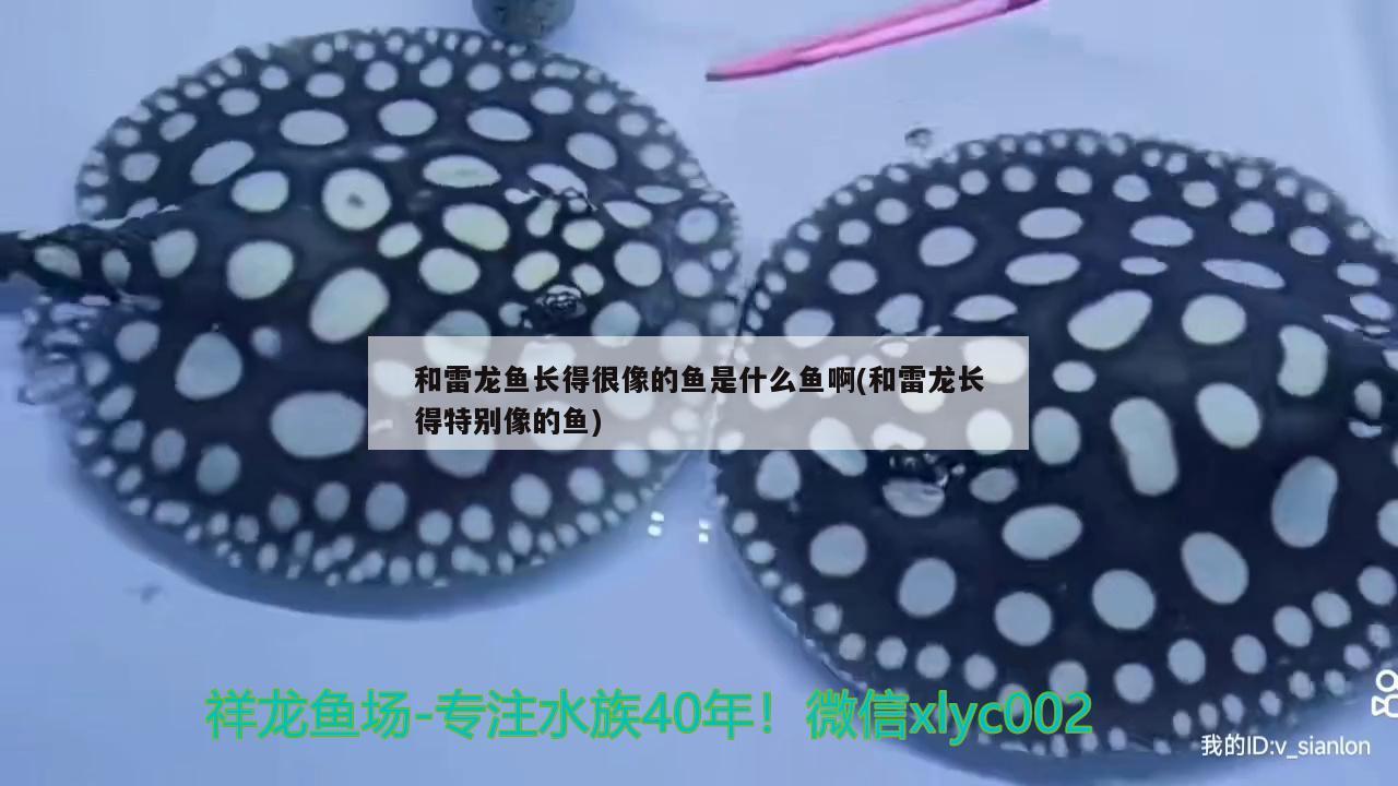 和雷龍魚長得很像的魚是什么魚啊(和雷龍長得特別像的魚) 其它水族用具設備